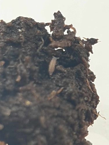 Lilac springtail
